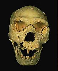 Cráneo 5 Atapuerca